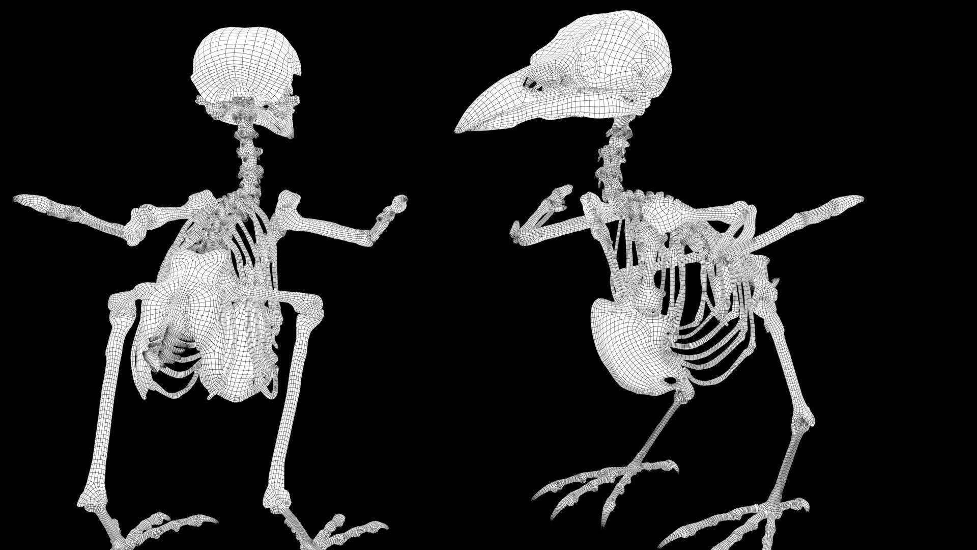 Raven skeleton 3D model_16