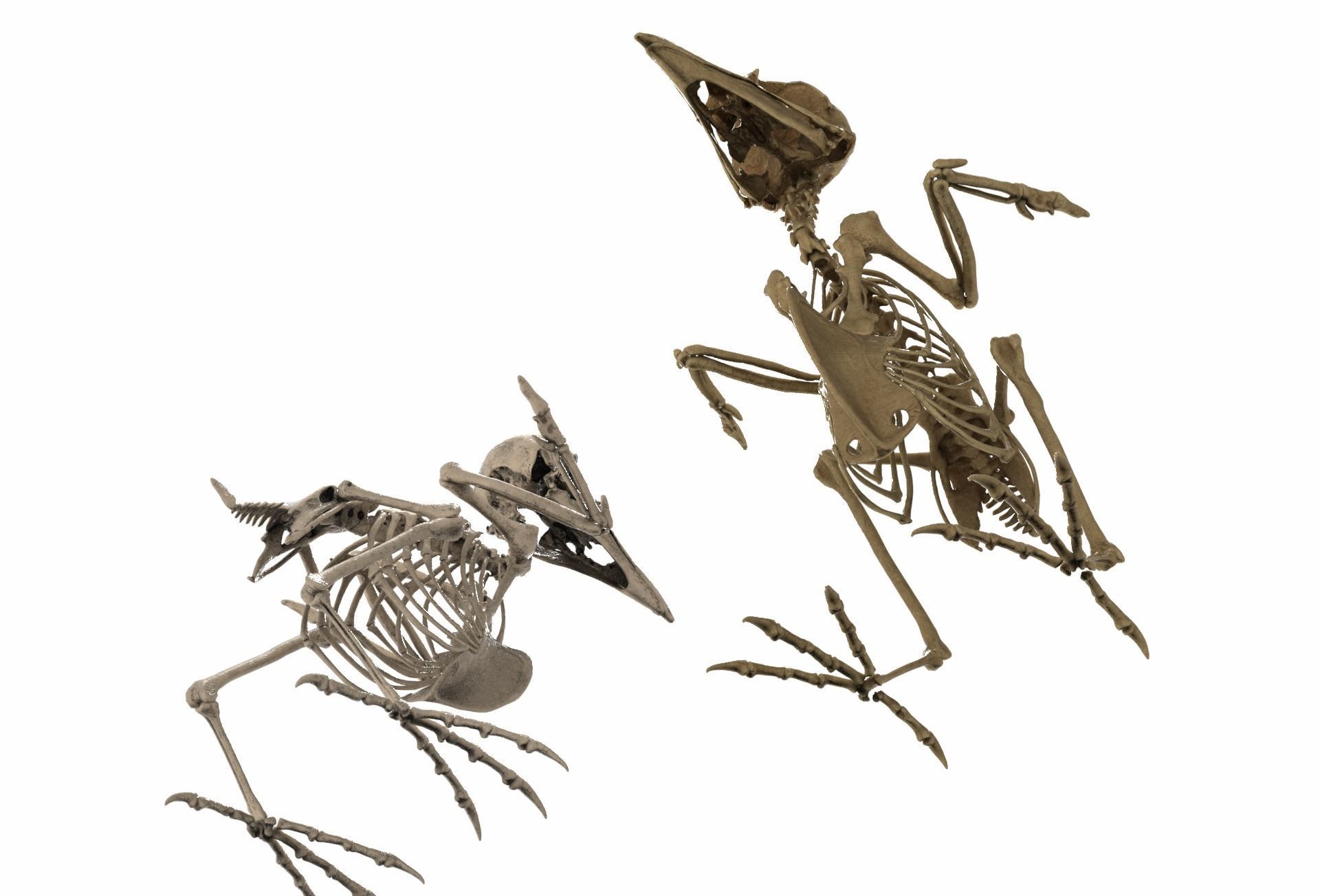 Raven skeleton 3D model_6