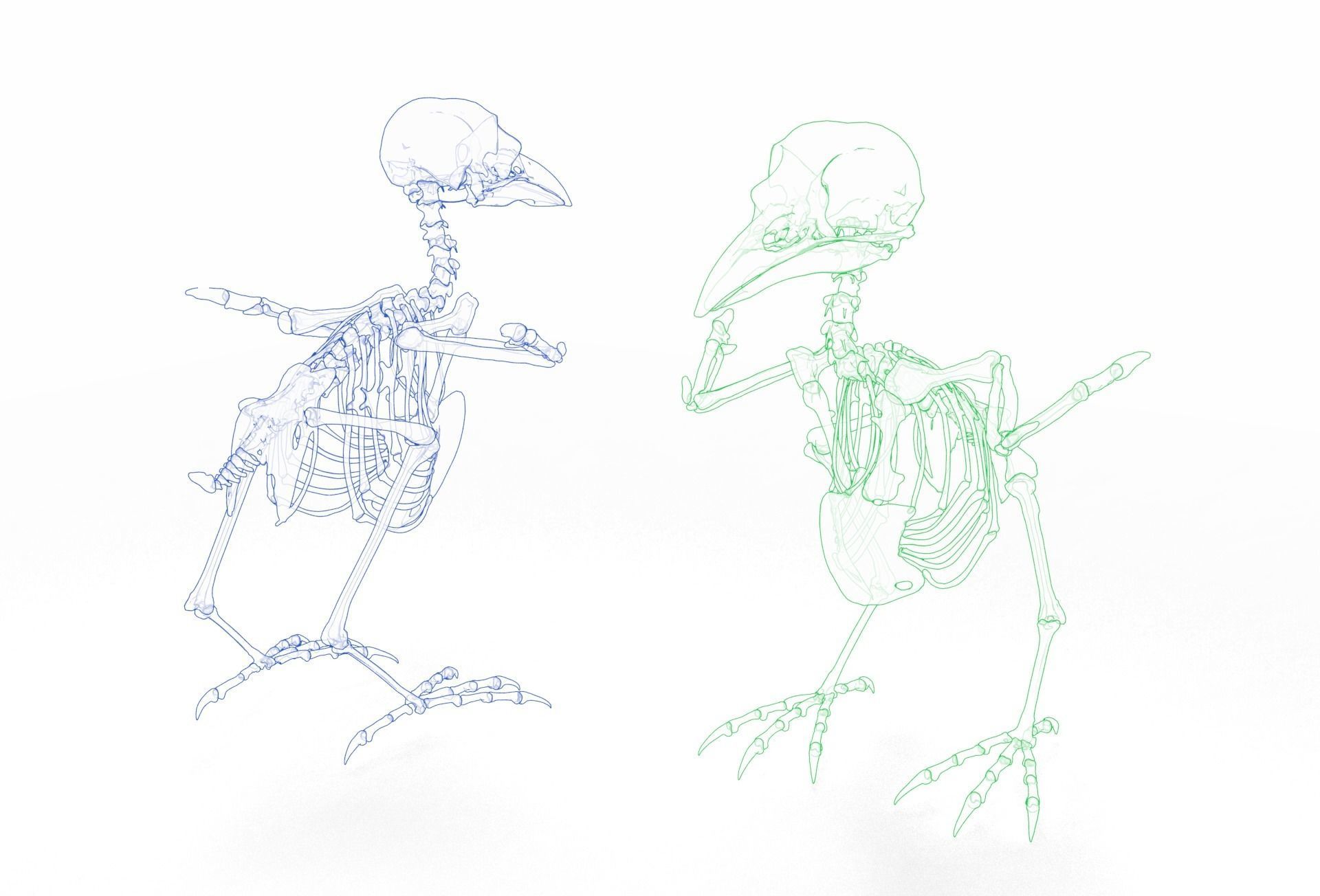 Raven skeleton 3D model_15