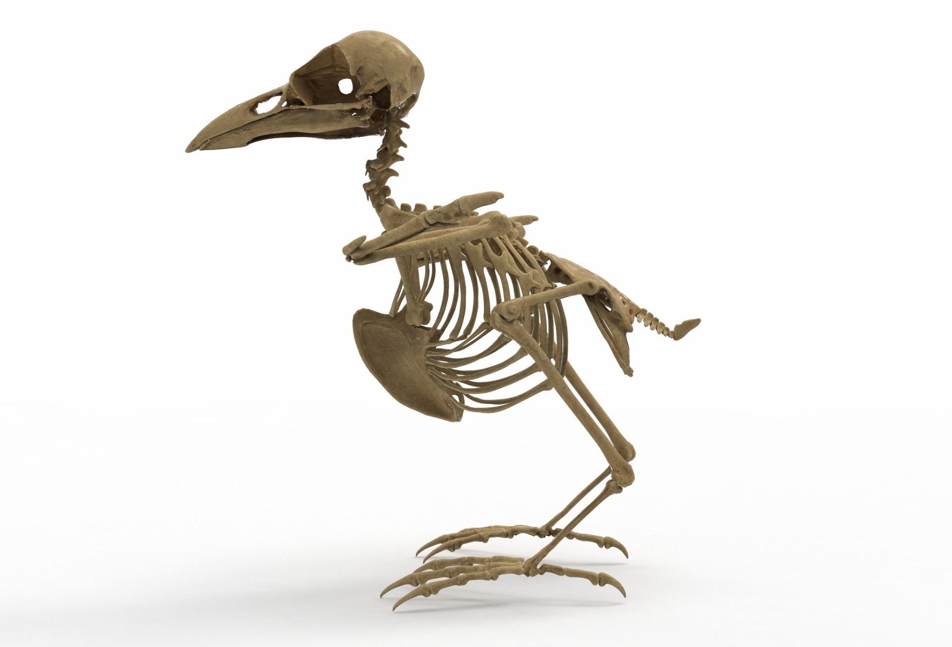Raven skeleton 3D model_13