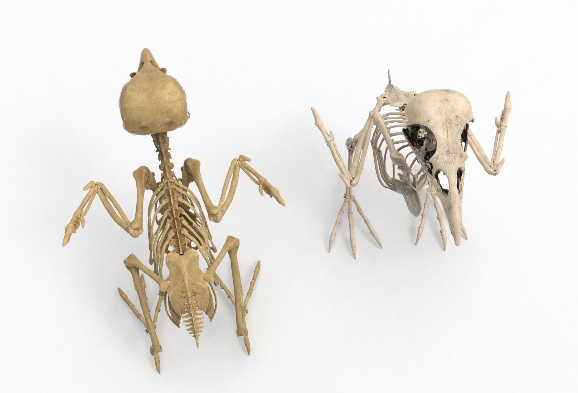 Raven skeleton 3D model_5