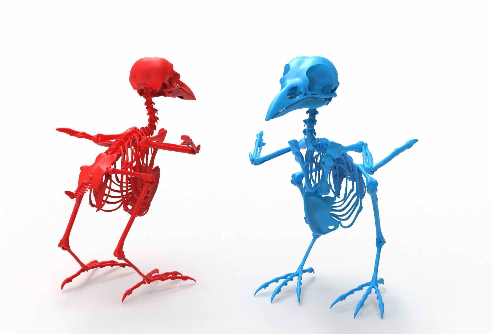 Raven skeleton 3D model_8