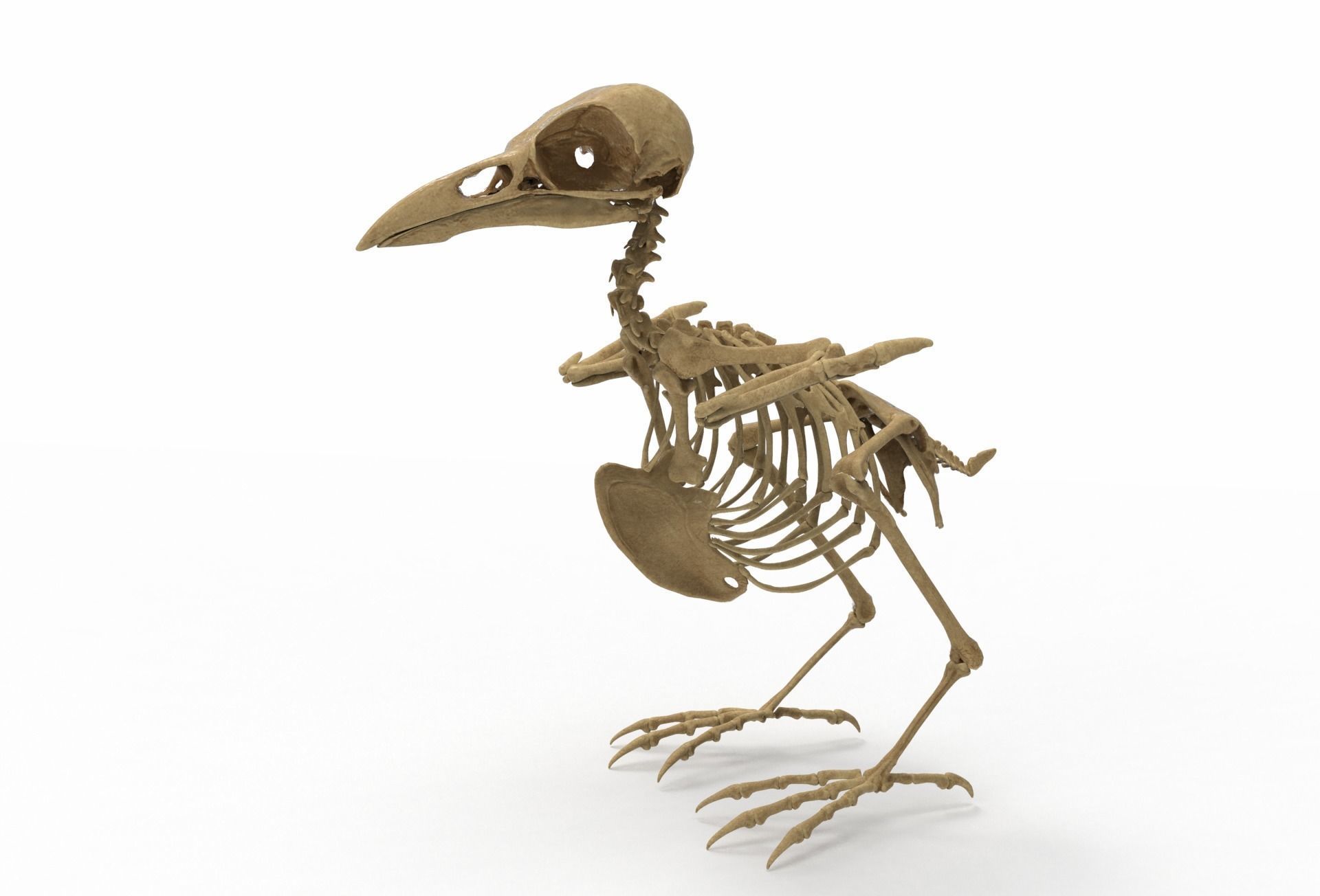 Raven skeleton 3D model_12