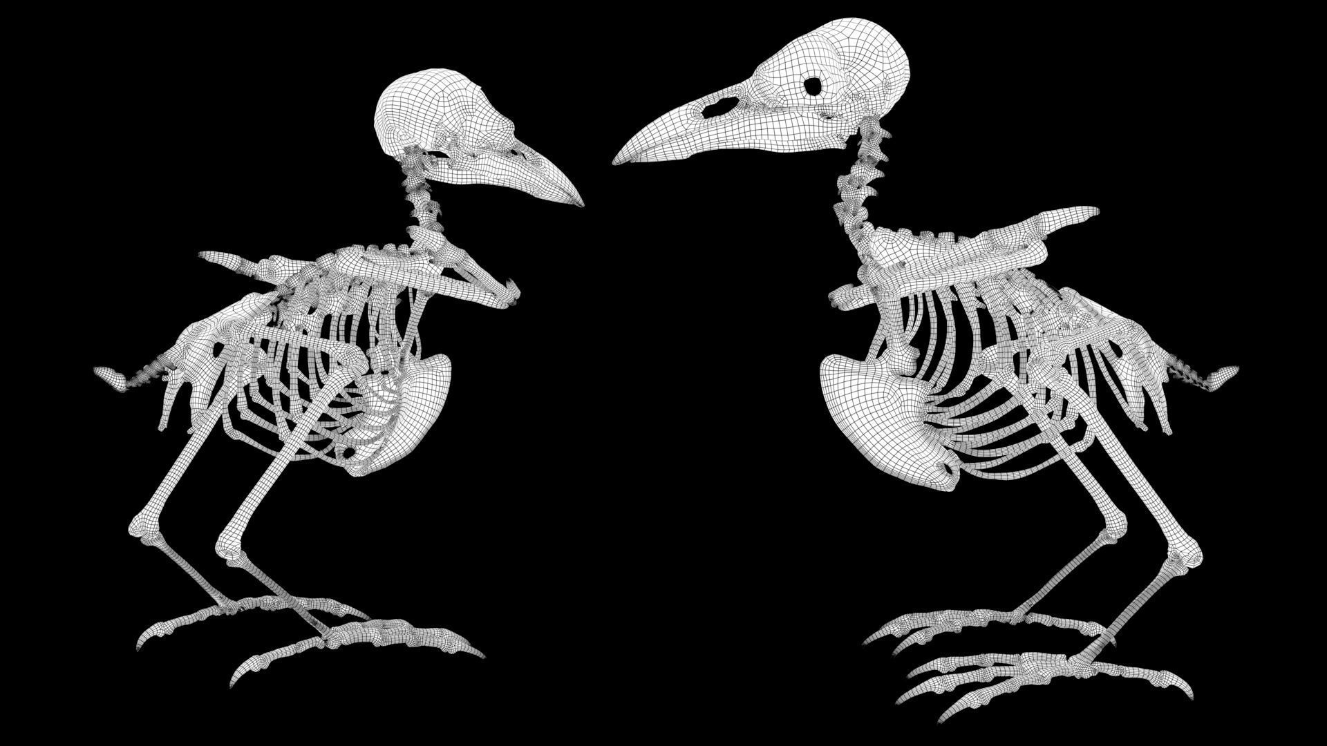 Raven skeleton 3D model_19