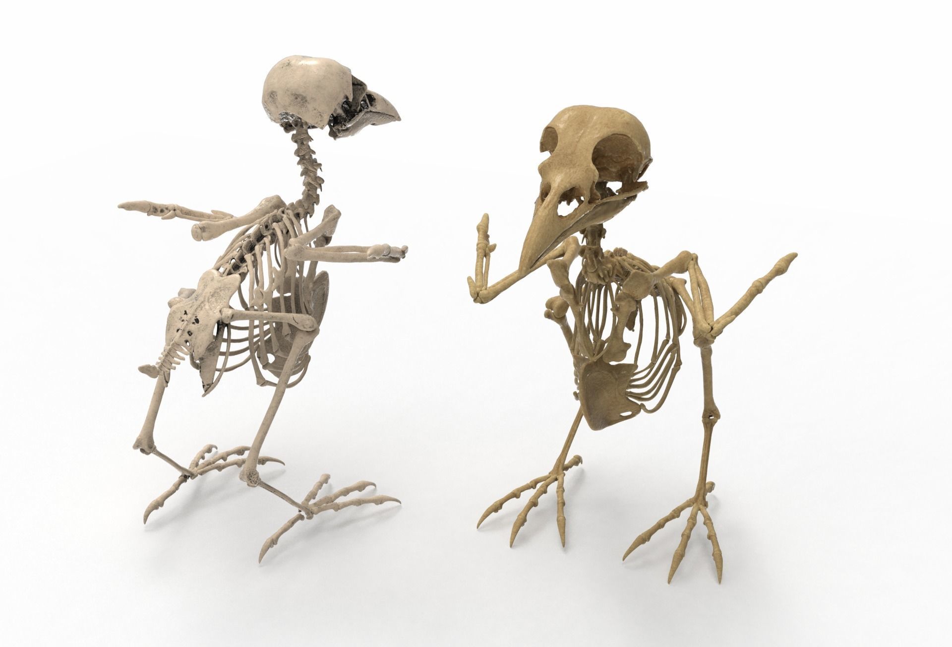 Raven skeleton 3D model_9