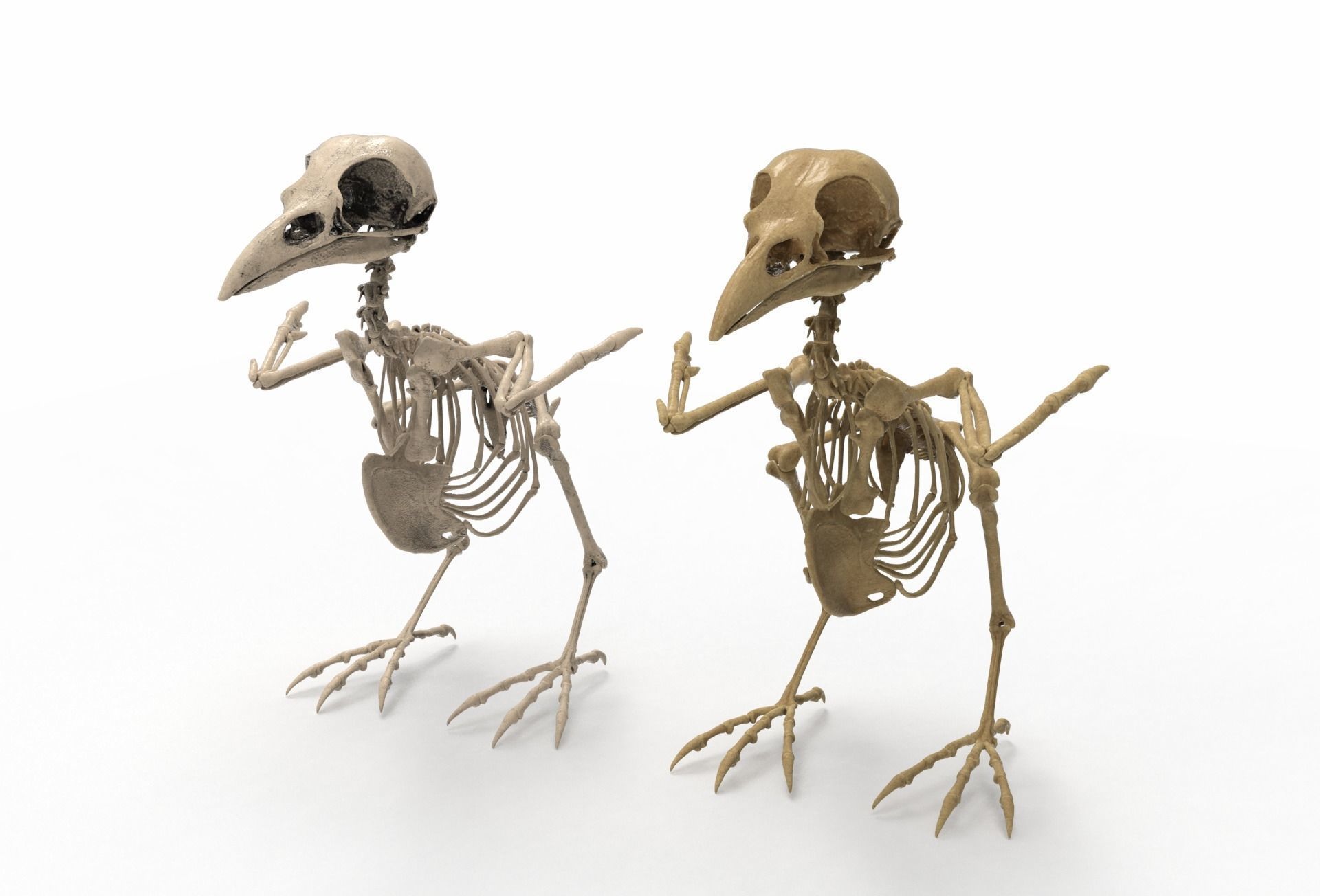 Raven skeleton 3D model_2