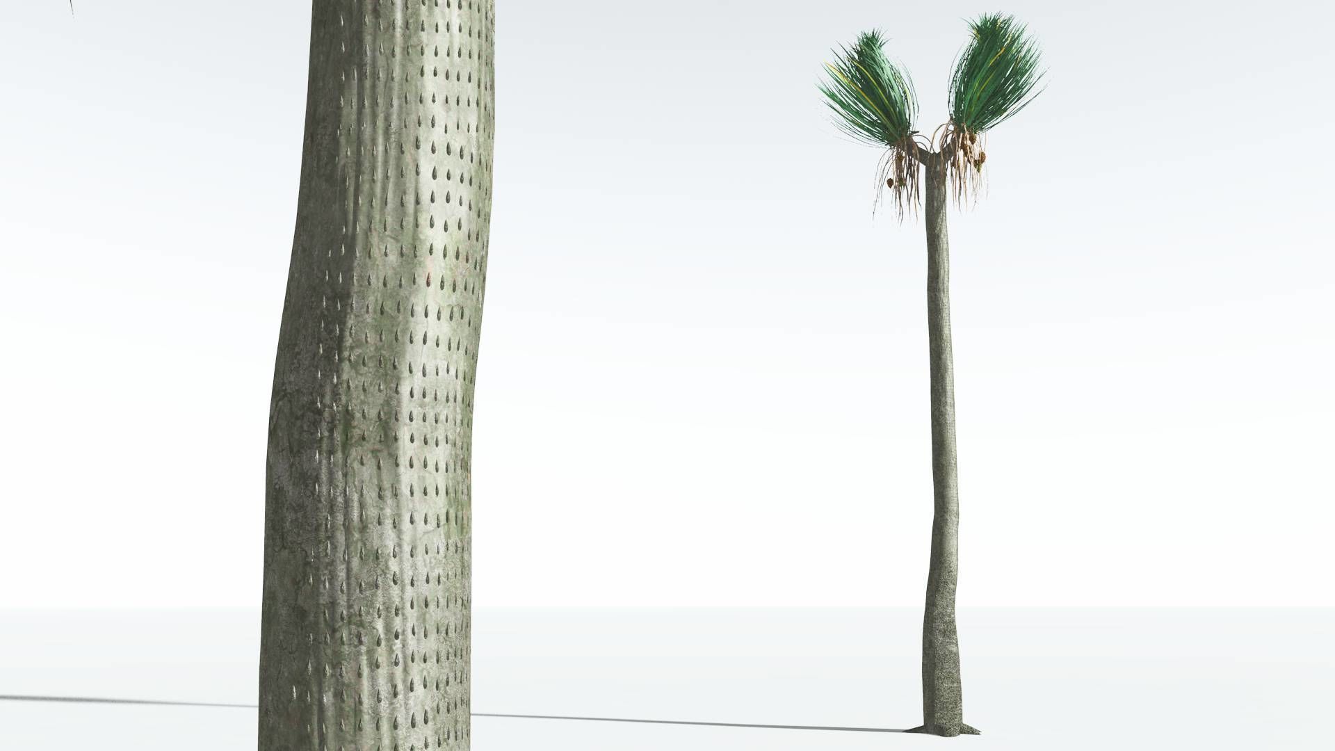 EVERYPlant Ovate Sigillaria 03 --18 Models--