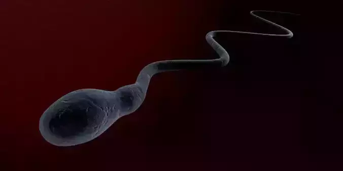 Sperm cell swimming to the egg