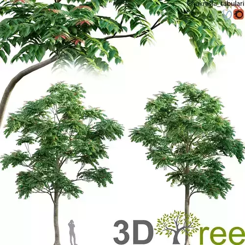 Chukrasia tabularis-chickrassy 04