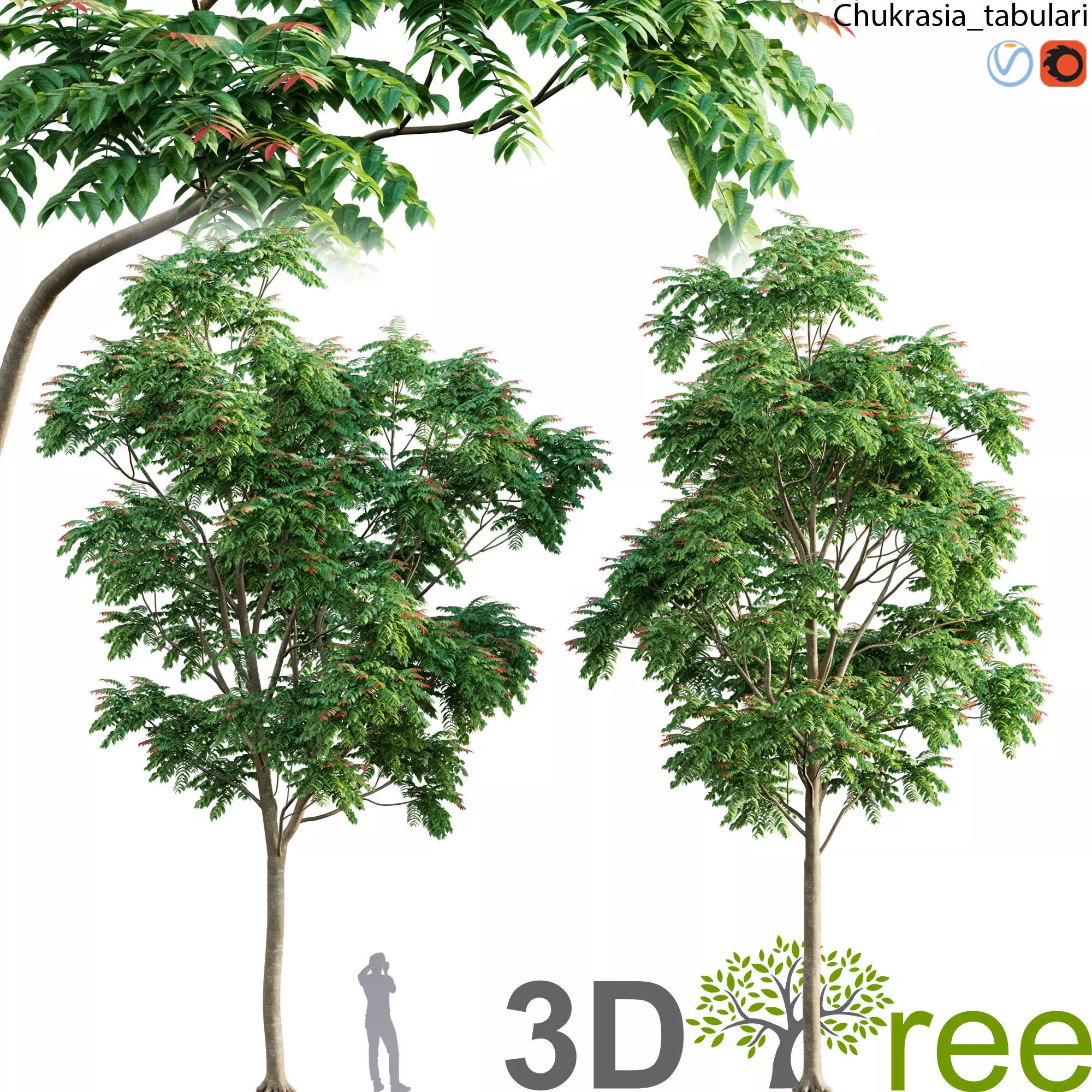 Chukrasia tabularis-chickrassy 03 3D model_0