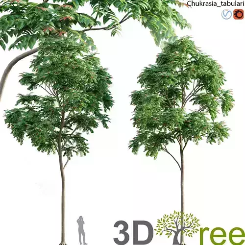 Chukrasia tabularis-chickrassy 02