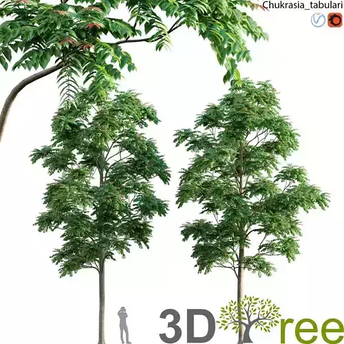 Chukrasia tabularis-chickrassy 01