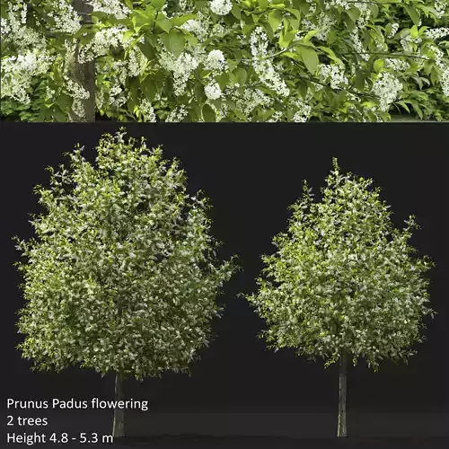 Prunus Padus 04 3D model