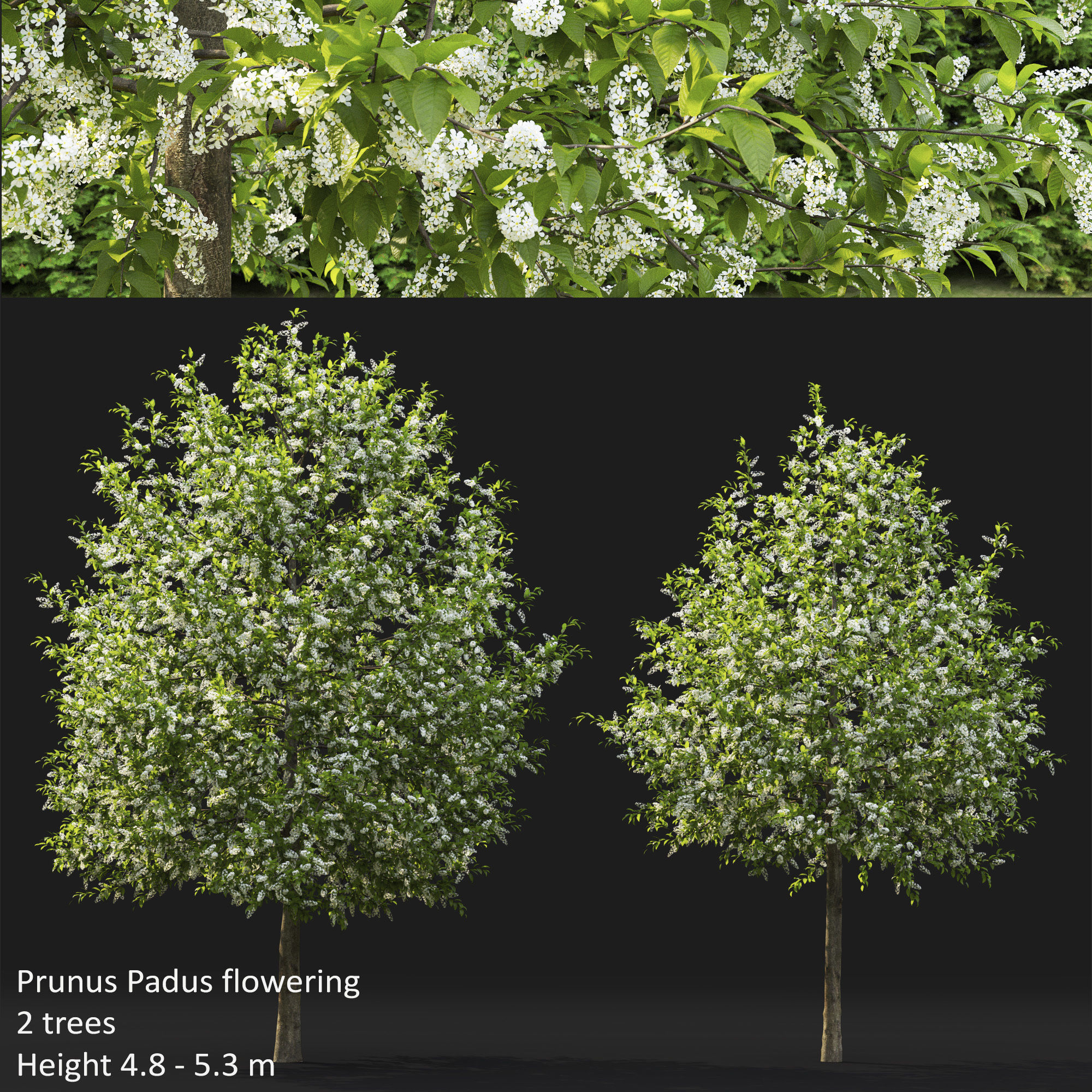 Prunus Padus 04