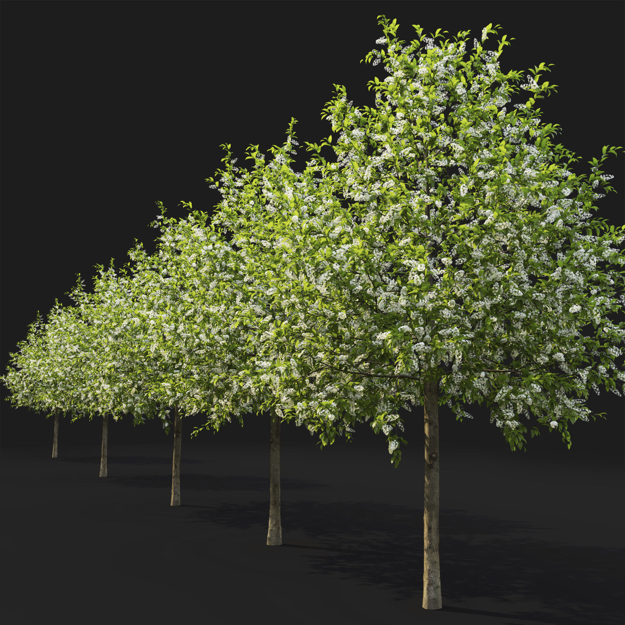 Prunus Padus 04 3D model_3