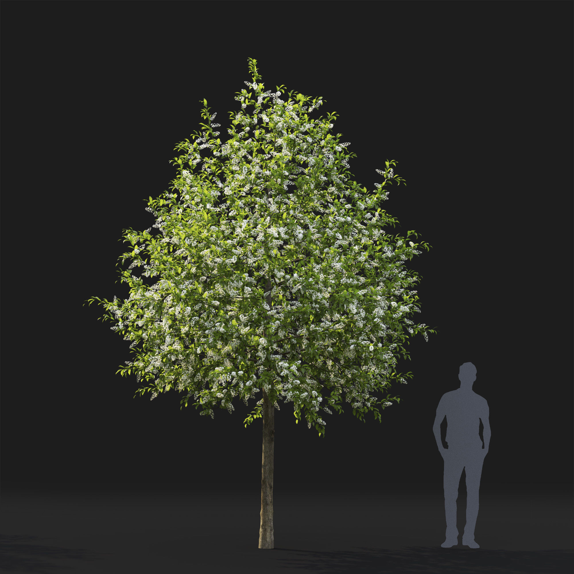 Prunus Padus 04 3D model_2