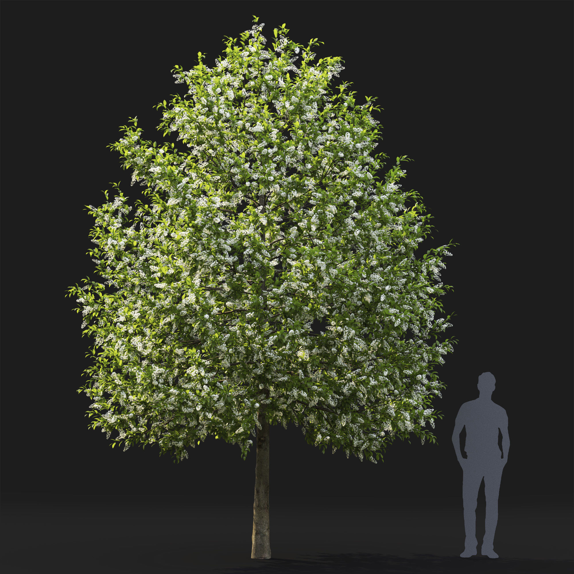 Prunus Padus 04 3D model_1