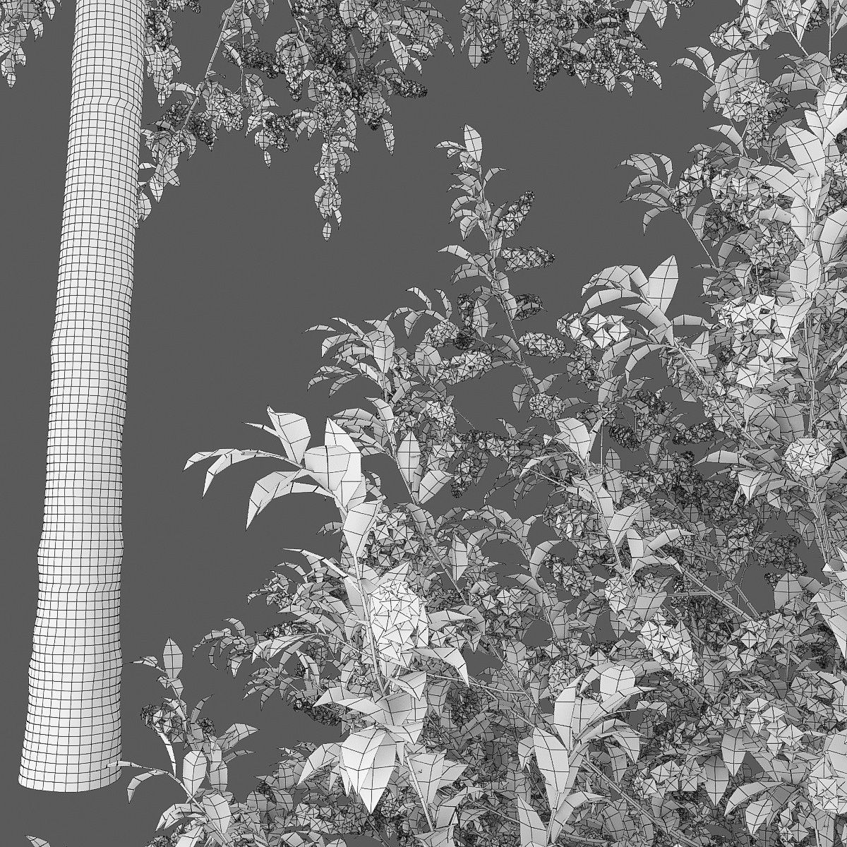 Prunus Padus 04 3D model_4