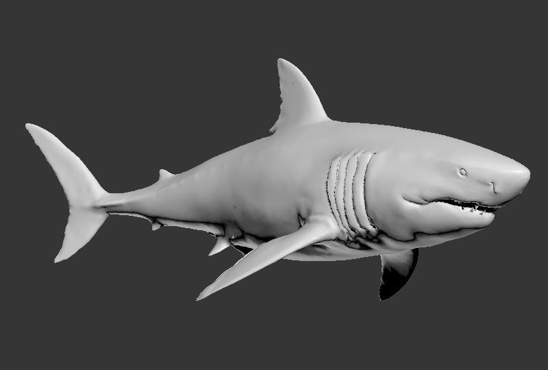 Great White Shark Printable 3D print model_5