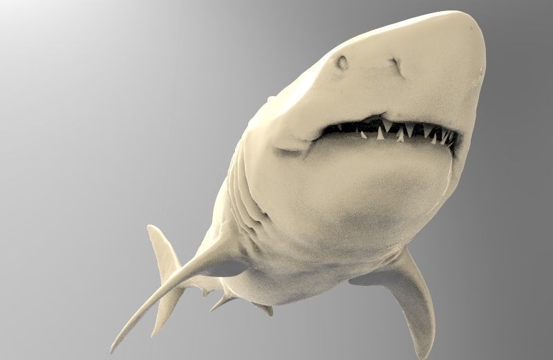 Great White Shark Printable 3D print model_4