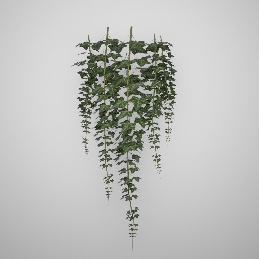 Hanging Ivy Low-poly 3D model_8