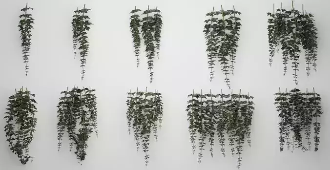 Hanging Ivy Low-poly 3D model