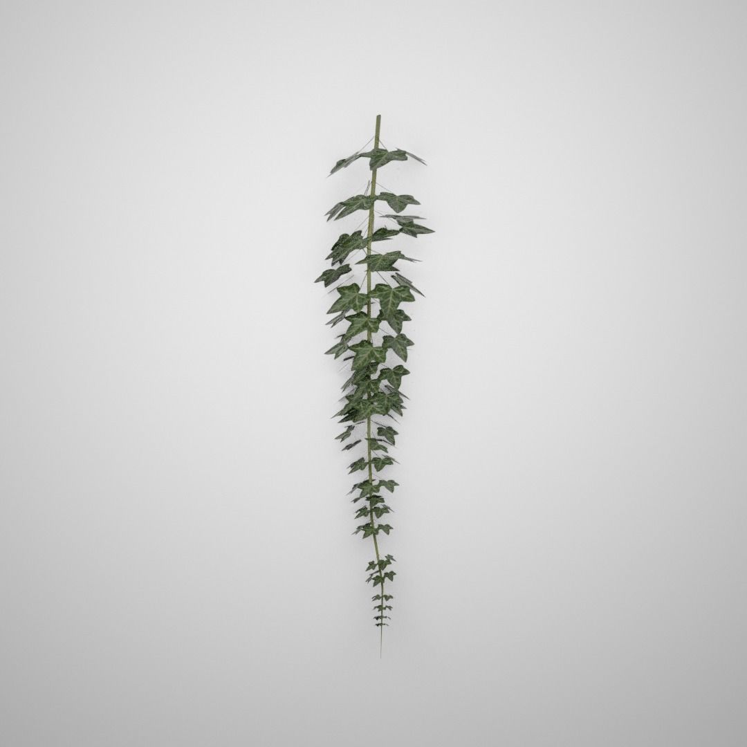 Hanging Ivy Low-poly 3D model_1