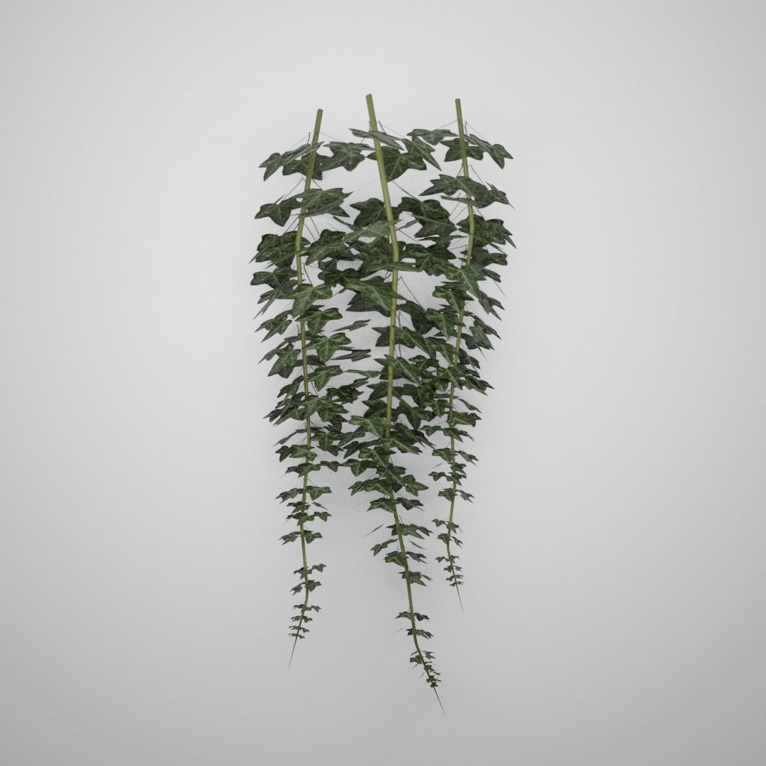 Hanging Ivy Low-poly 3D model_4