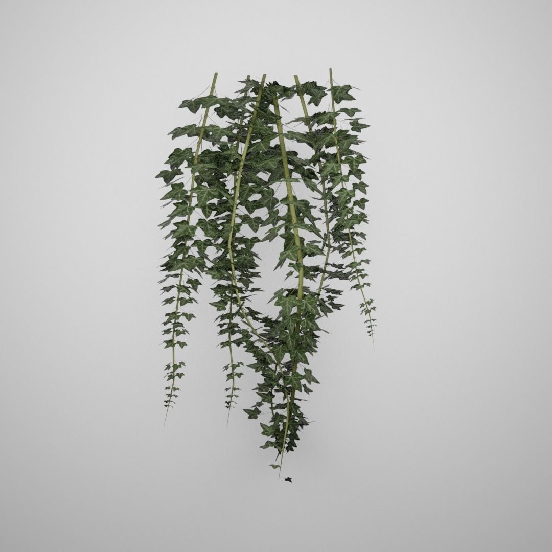 Hanging Ivy Low-poly 3D model_7