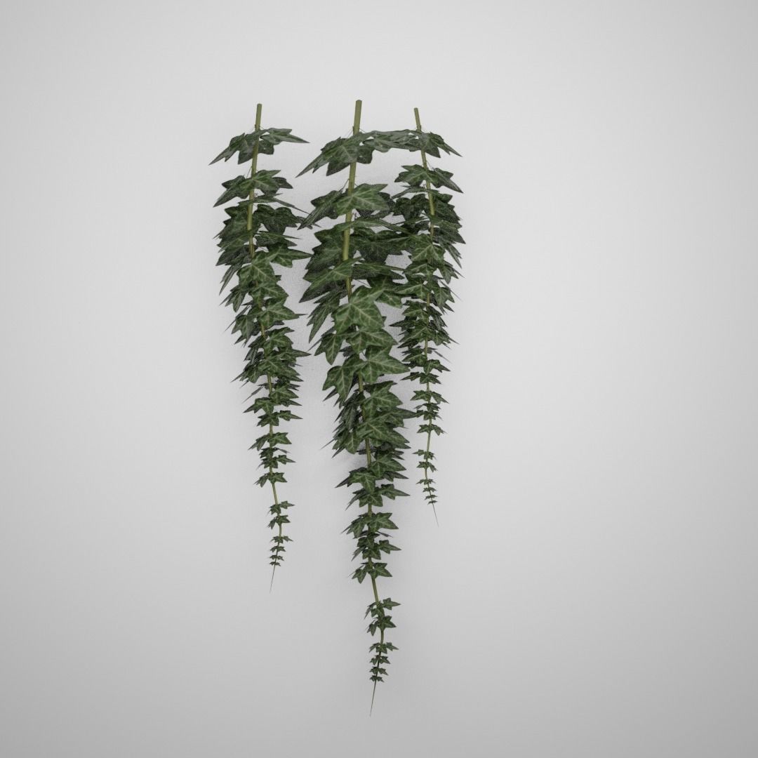 Hanging Ivy Low-poly 3D model_3