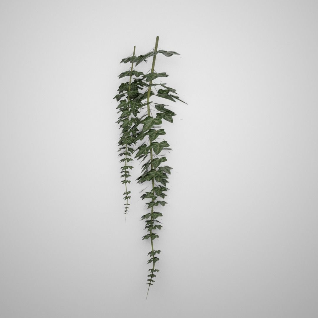 Hanging Ivy Low-poly 3D model_2