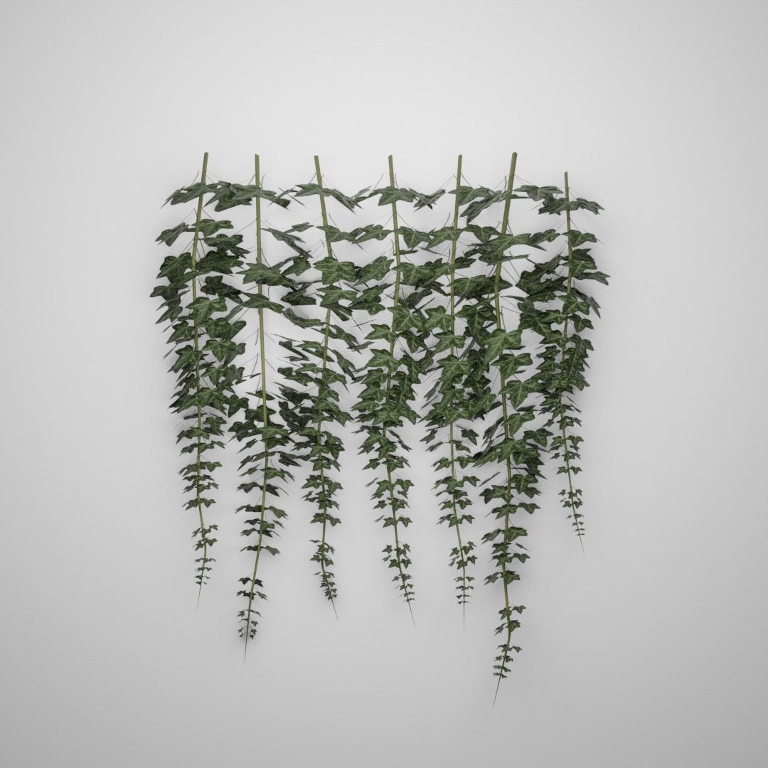 Hanging Ivy Low-poly 3D model_9