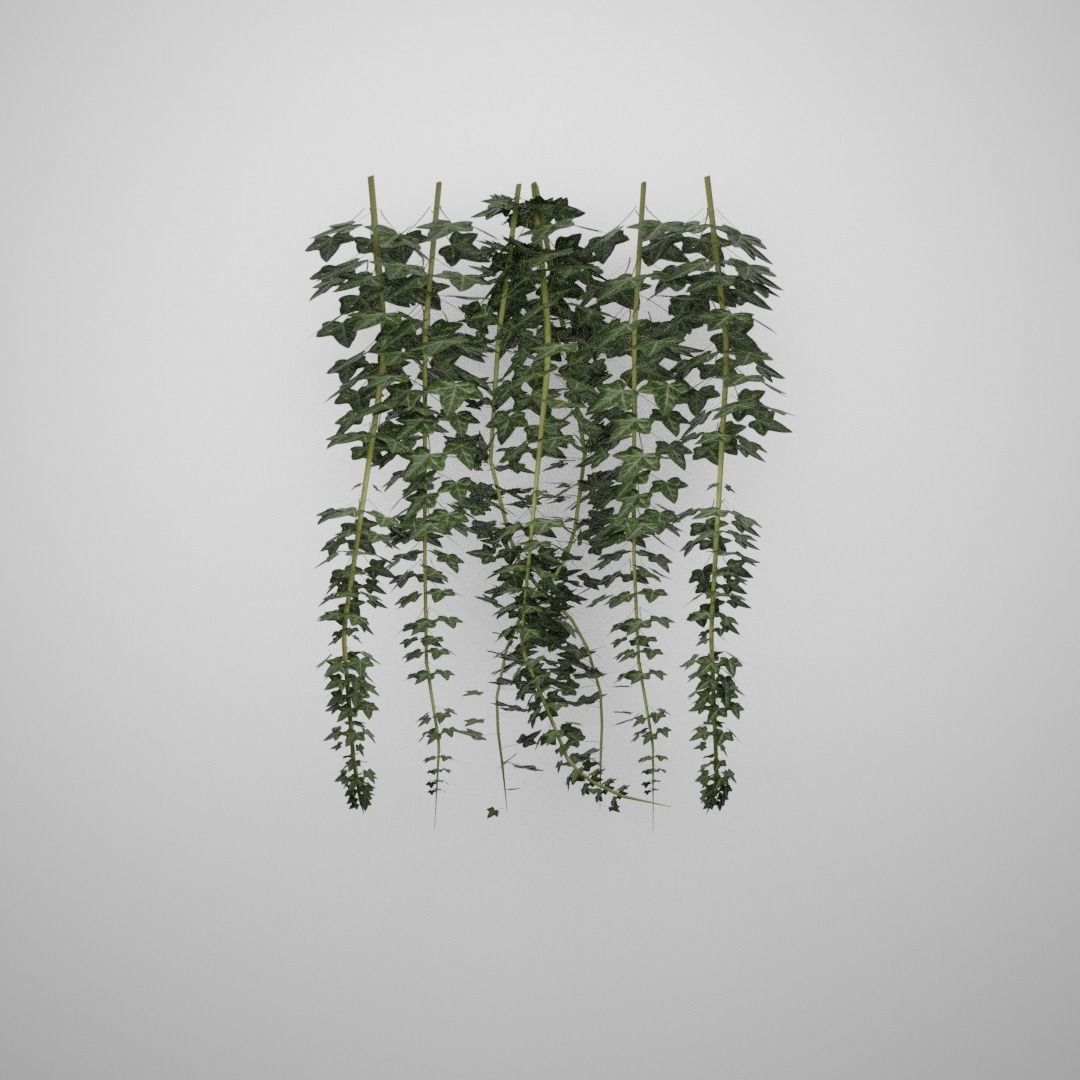 Hanging Ivy Low-poly 3D model_10