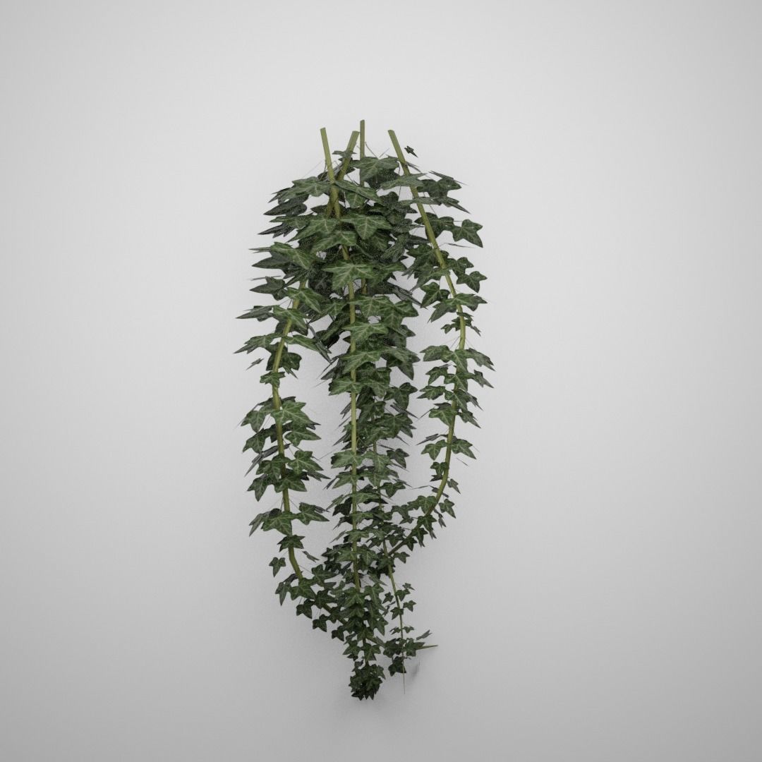 Hanging Ivy Low-poly 3D model_6