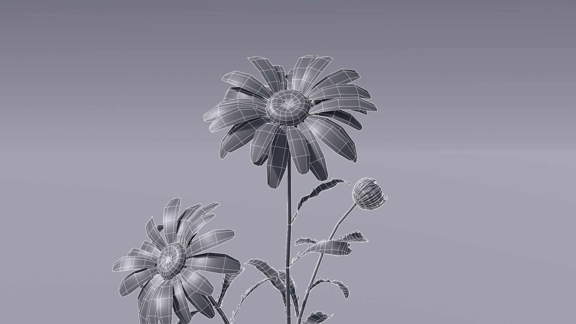 3D flower collection vol06 Daisy Low-poly 3D model_11