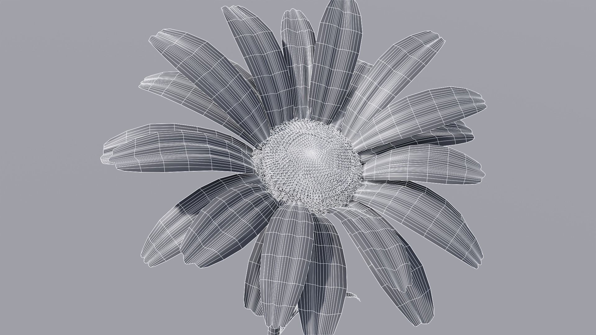 3D flower collection vol06 Daisy Low-poly 3D model_18