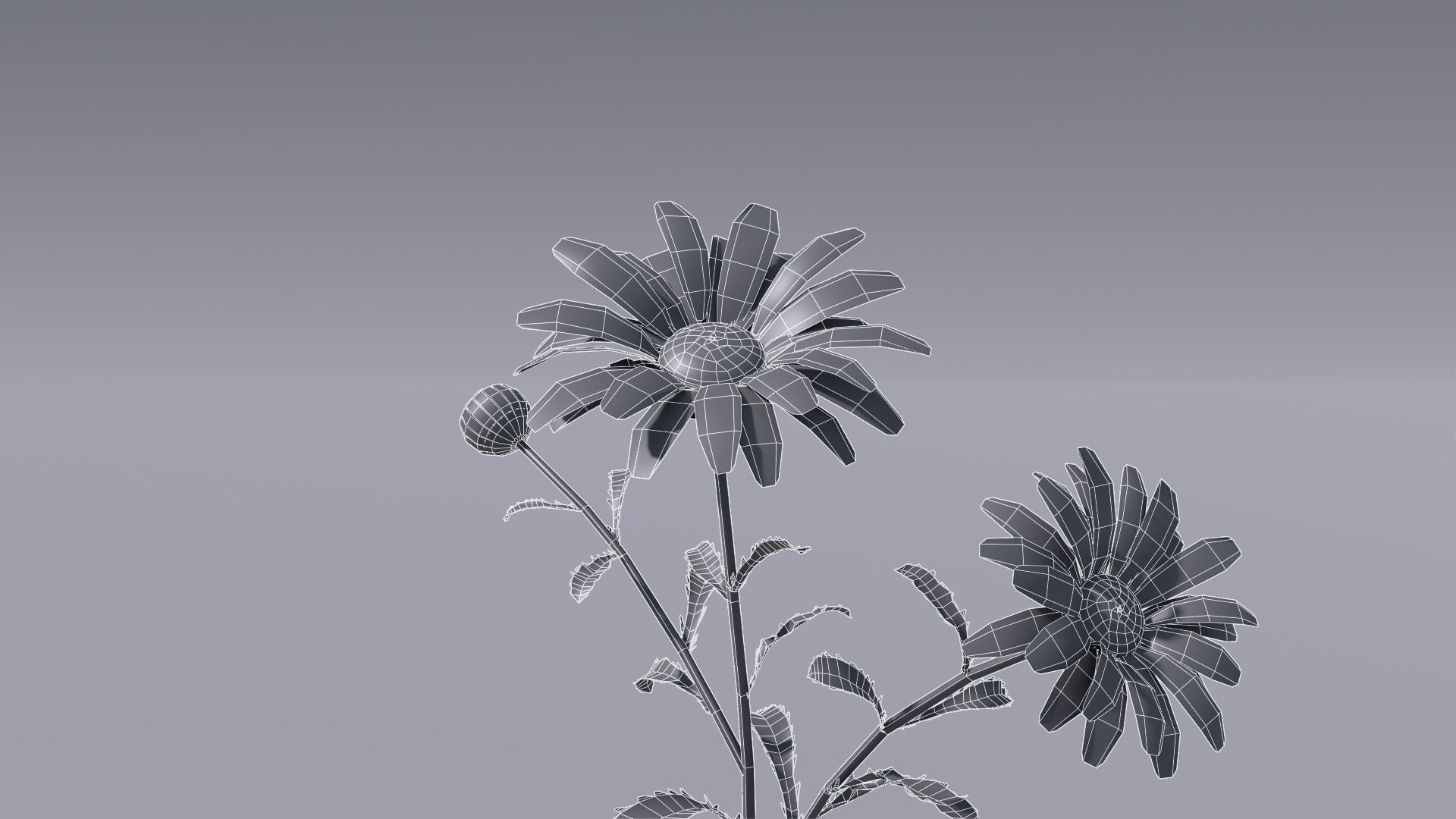 3D flower collection vol06 Daisy Low-poly 3D model_10