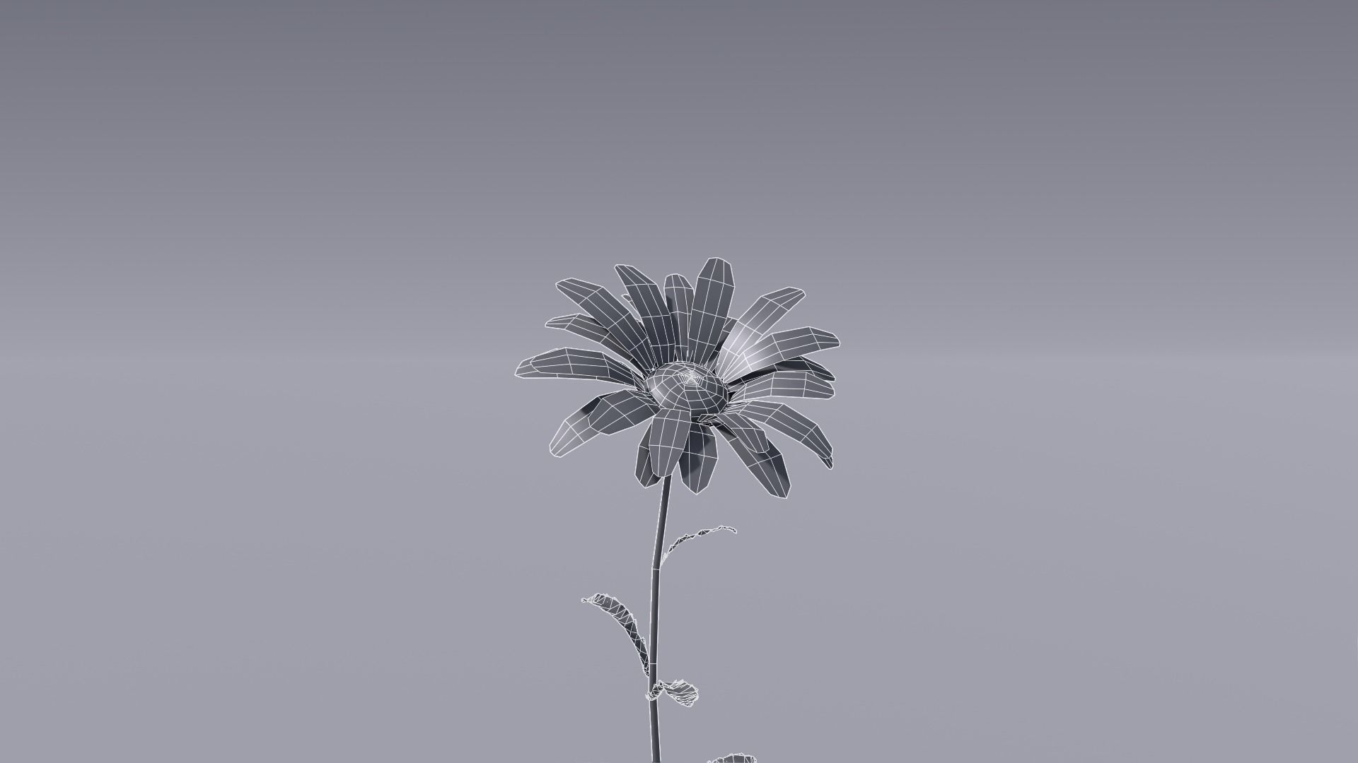 3D flower collection vol06 Daisy Low-poly 3D model_13