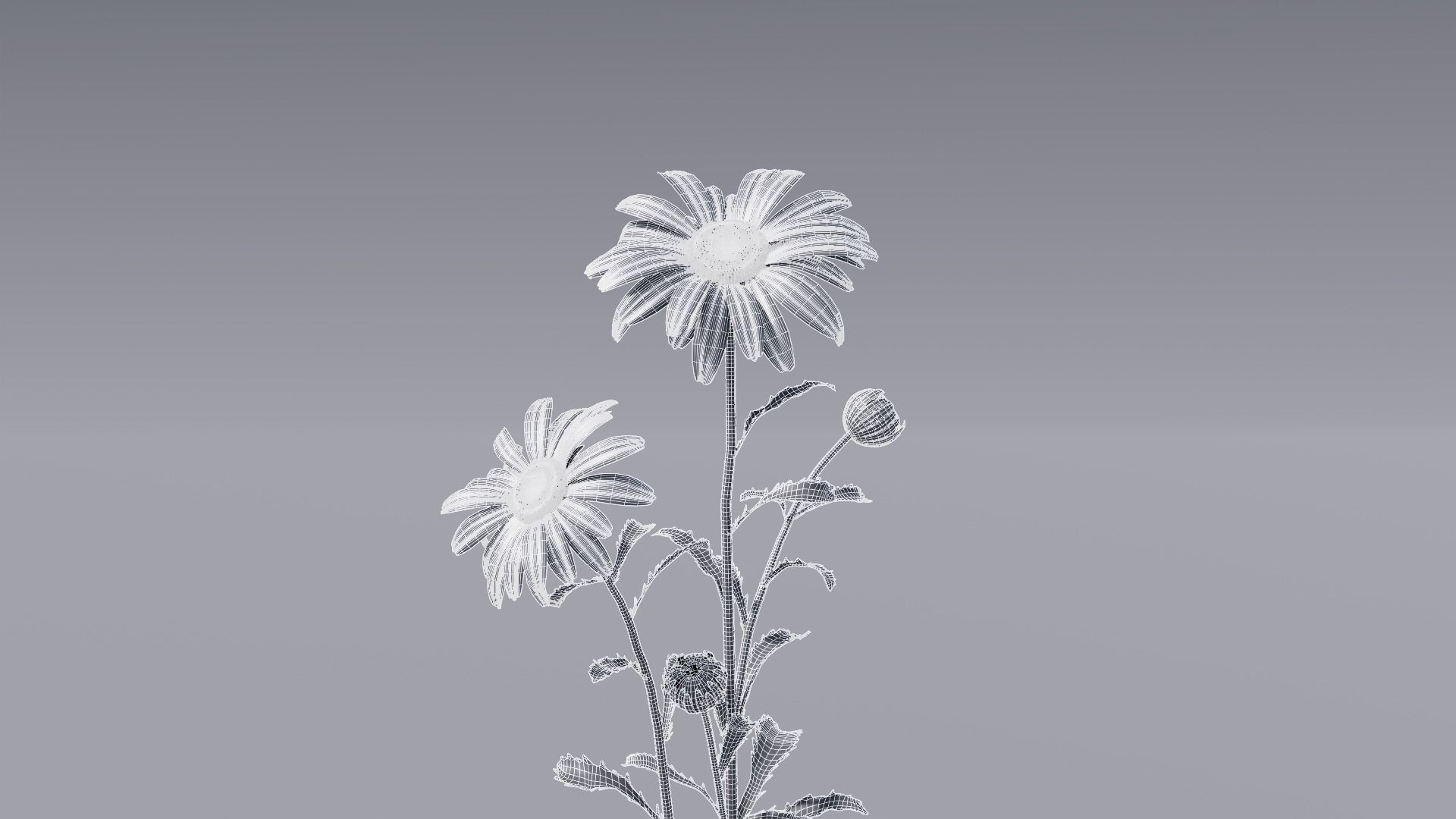 3D flower collection vol06 Daisy Low-poly 3D model_15