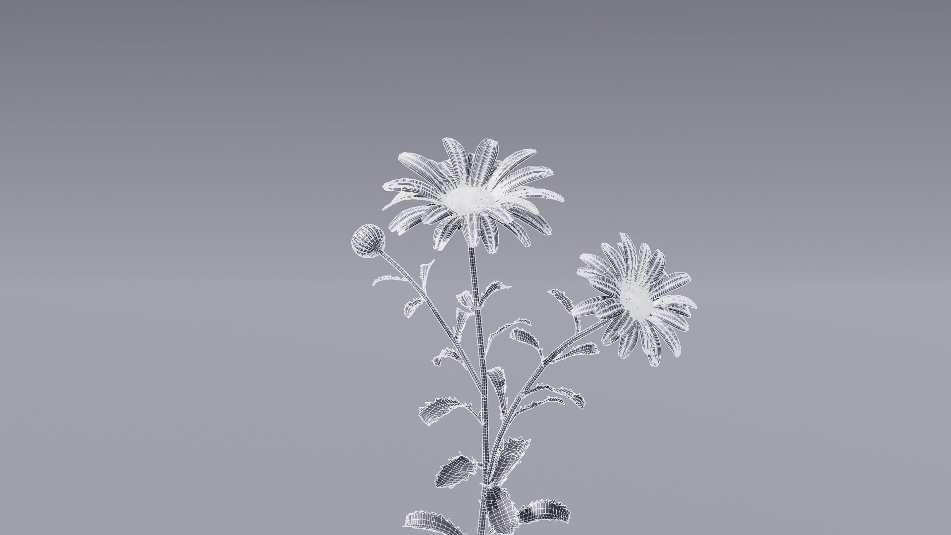 3D flower collection vol06 Daisy Low-poly 3D model_14
