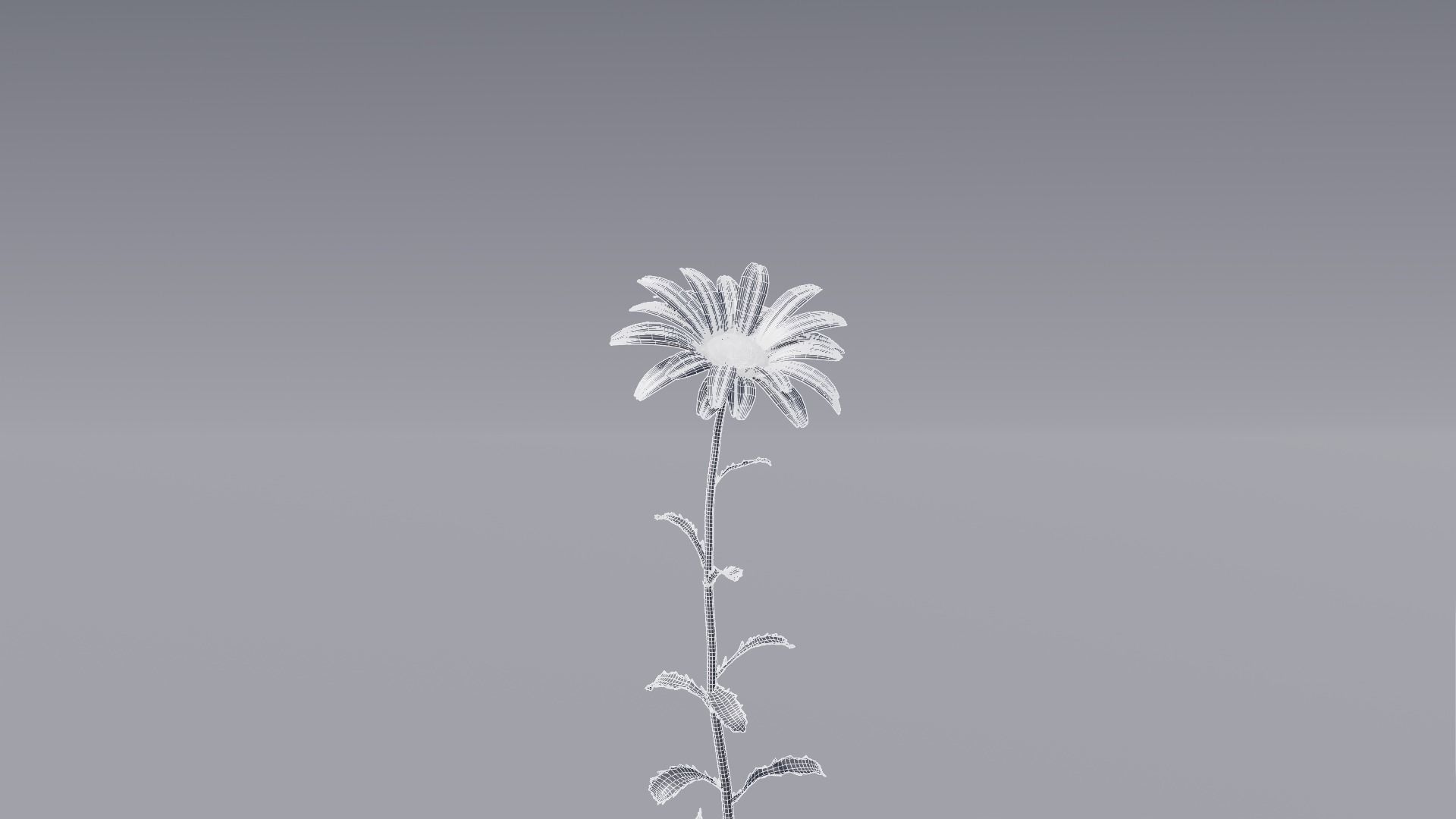 3D flower collection vol06 Daisy Low-poly 3D model_17