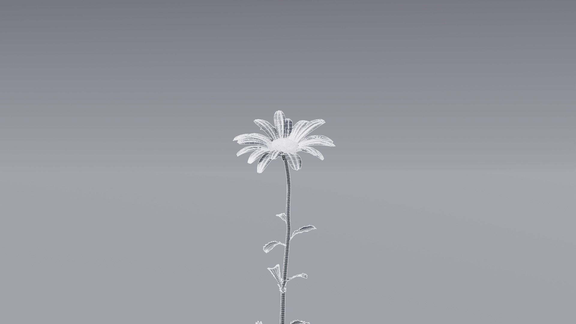 3D flower collection vol06 Daisy Low-poly 3D model_16