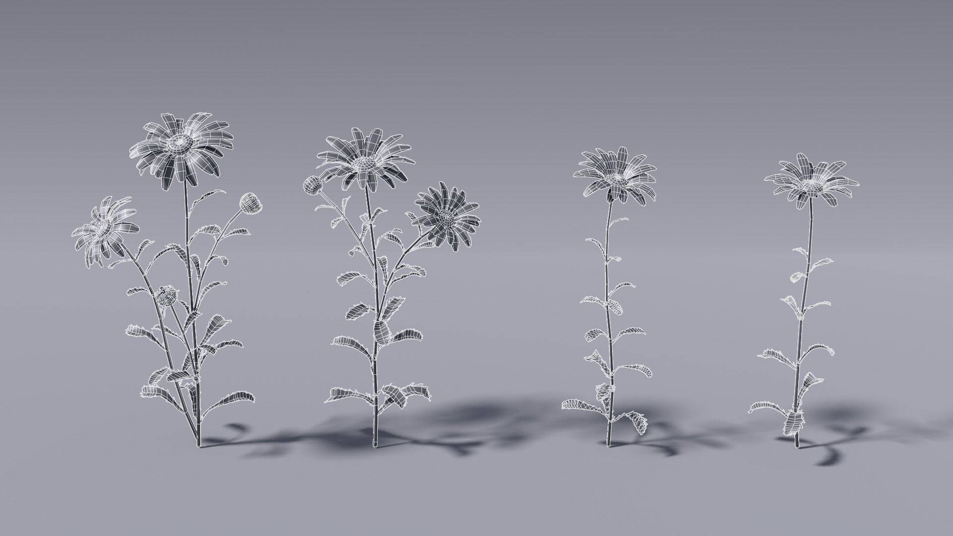 3D flower collection vol06 Daisy Low-poly 3D model_9