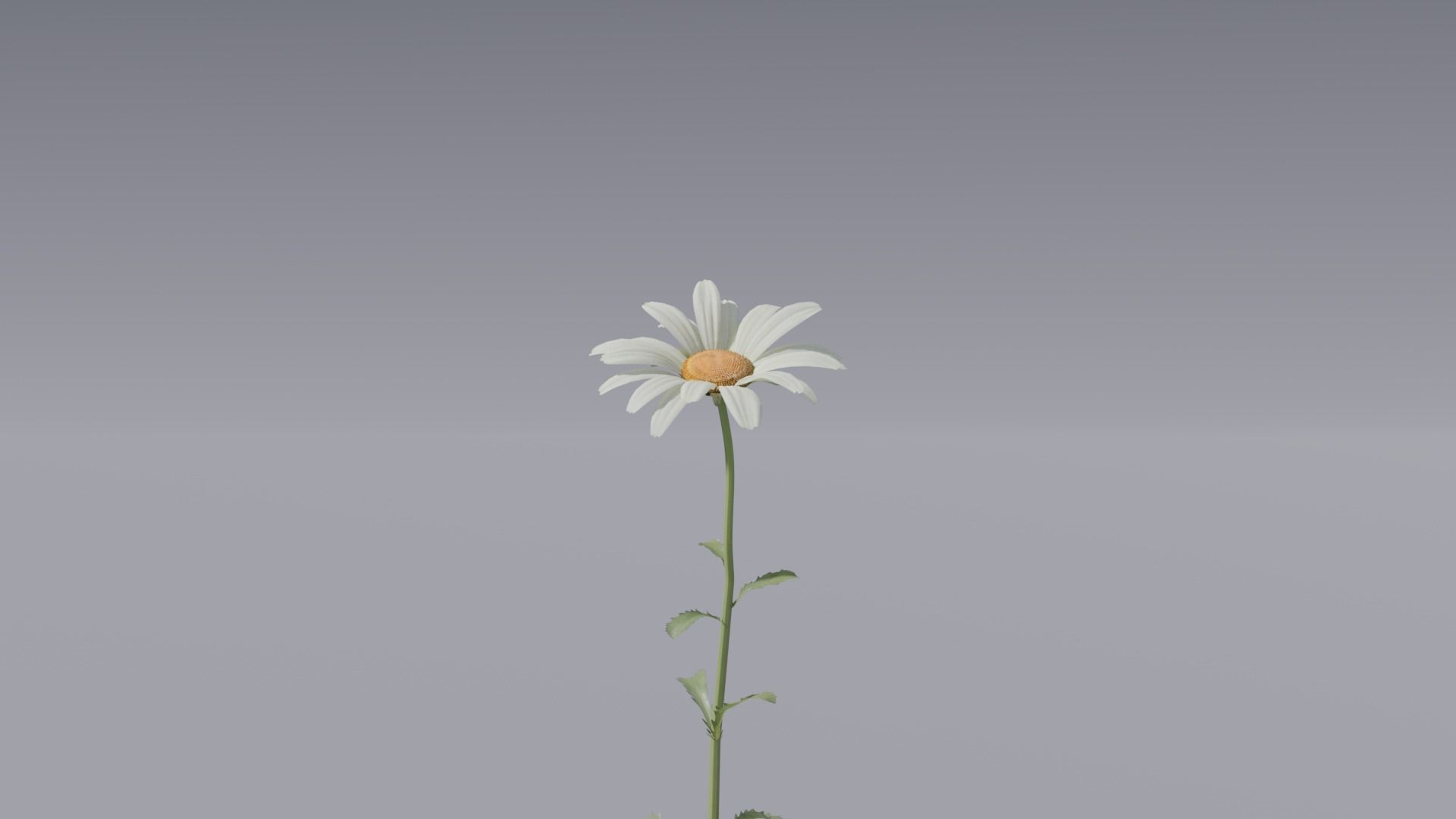 3D flower collection vol06 Daisy Low-poly 3D model_7