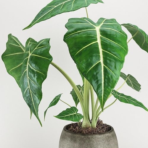 Alokaziya Plant 3D model