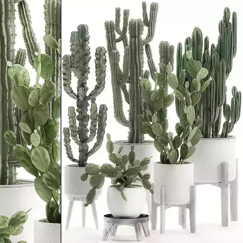 Decorative cactus in white pots for the interior 571