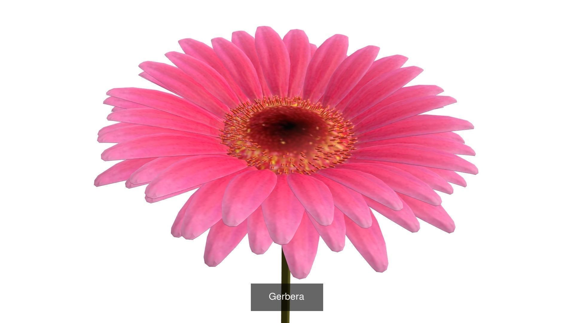 Flowers Pack 3D Model Collection_2