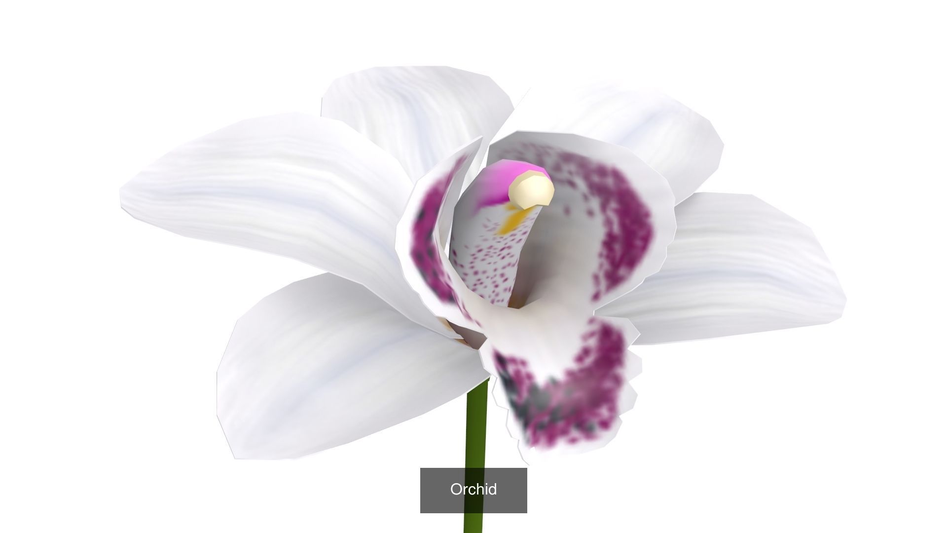 Flowers Pack 3D Model Collection_5