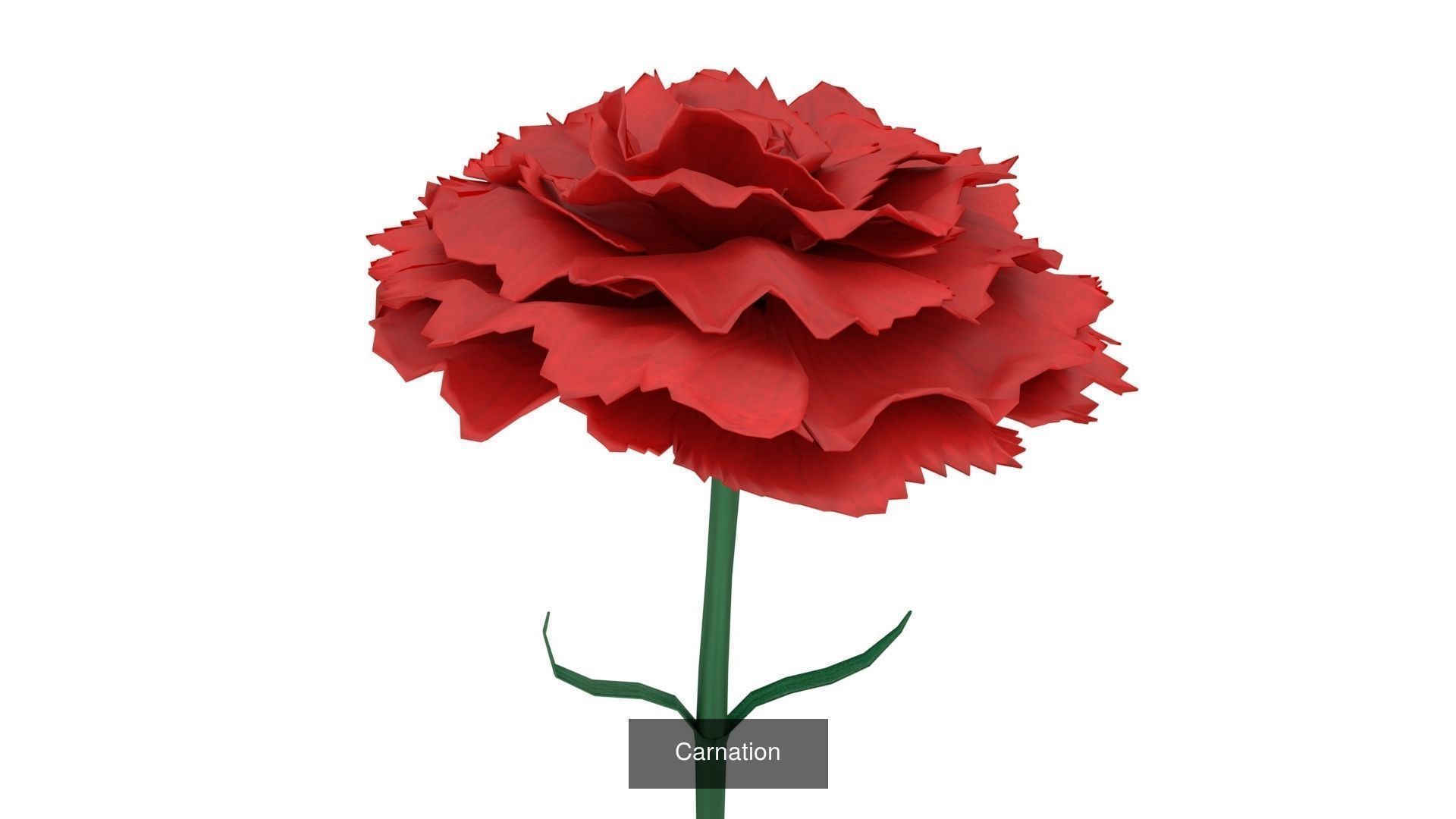 Flowers Pack 3D Model Collection_3