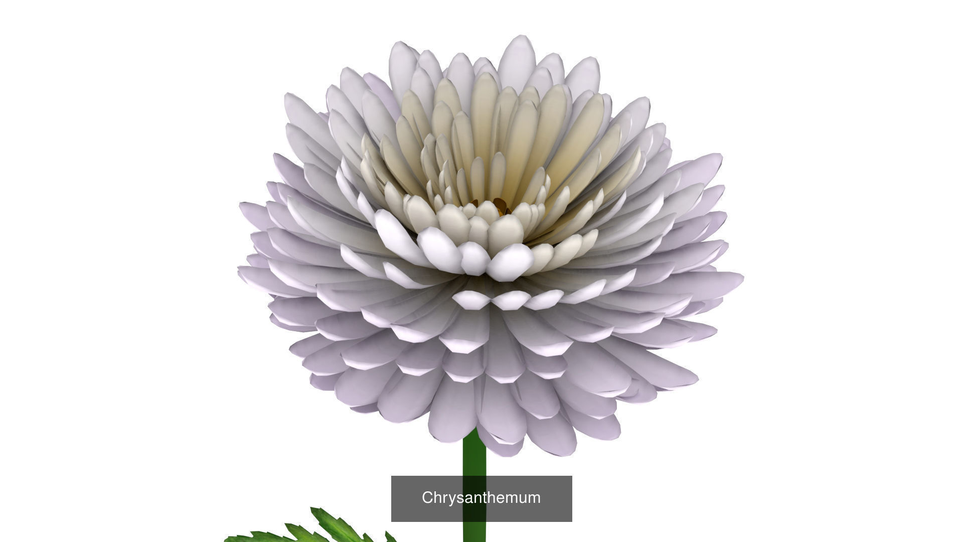 Flowers Pack 3D Model Collection_1